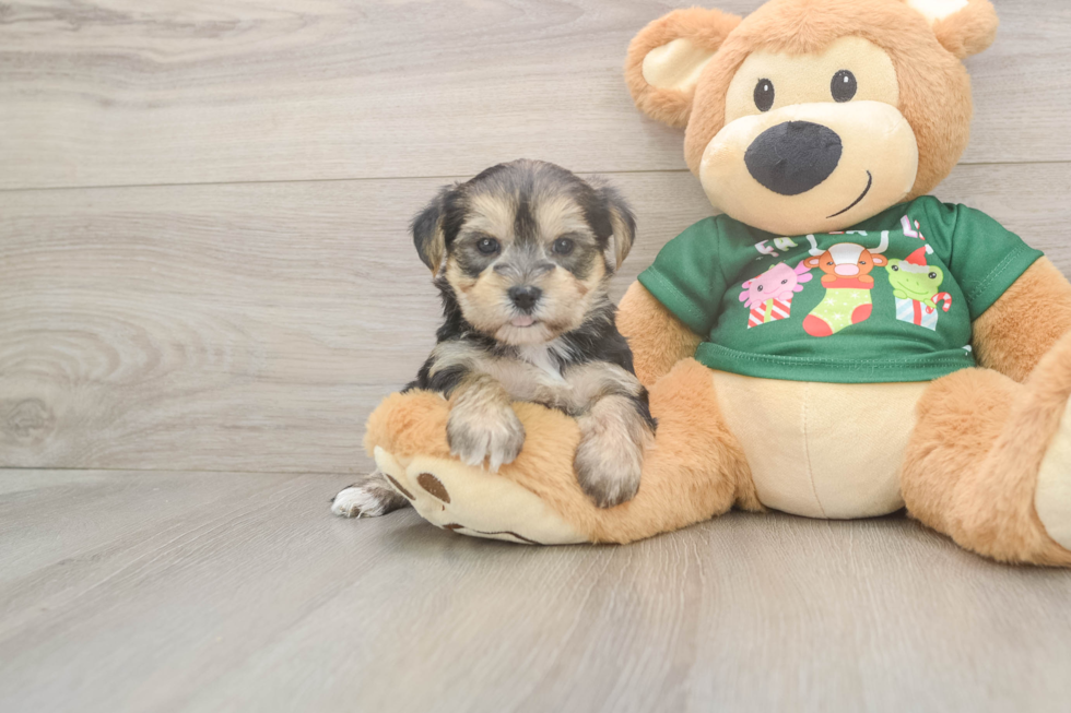 Fluffy Morkie Designer Pup