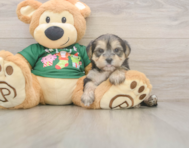 5 week old Morkie Puppy For Sale - Seaside Pups