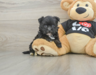 6 week old Morkie Puppy For Sale - Seaside Pups