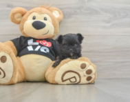 11 week old Morkie Puppy For Sale - Seaside Pups