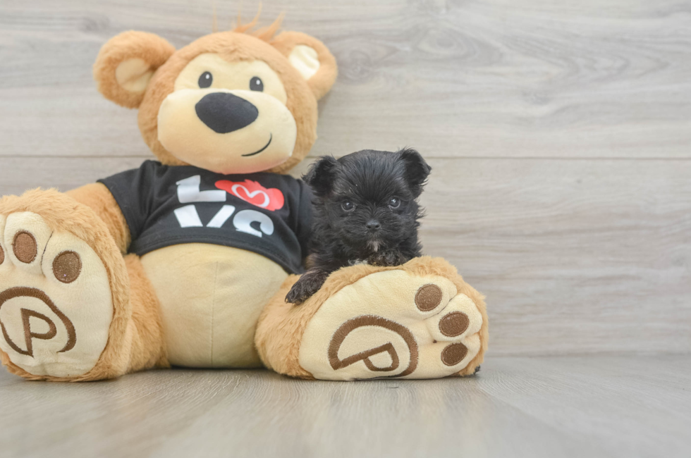 11 week old Morkie Puppy For Sale - Seaside Pups