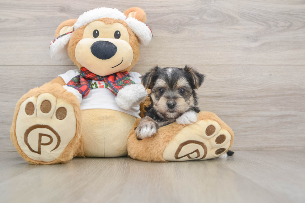 Happy Morkie Baby