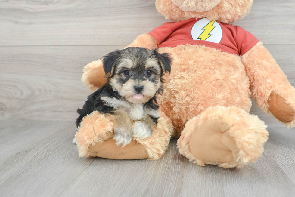 Morkie Pup Being Cute