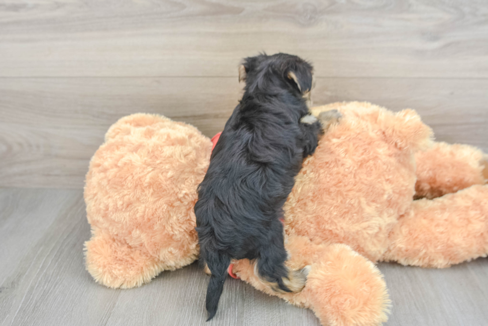 Morkie Pup Being Cute