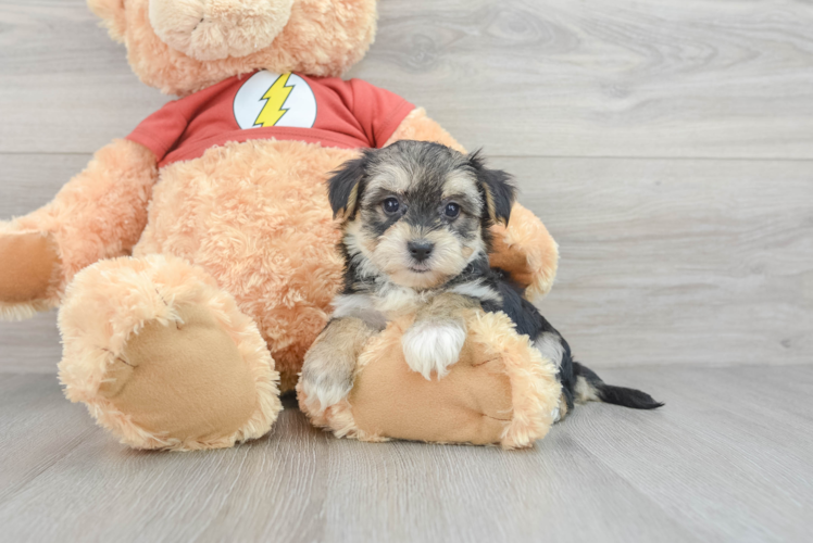 Energetic Yorkie Designer Puppy