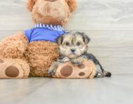 7 week old Morkie Puppy For Sale - Seaside Pups