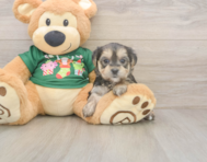 6 week old Morkie Puppy For Sale - Seaside Pups