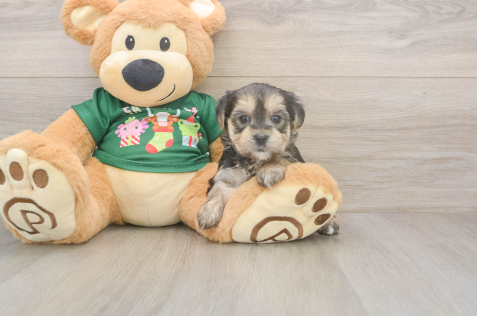 5 week old Morkie Puppy For Sale - Seaside Pups