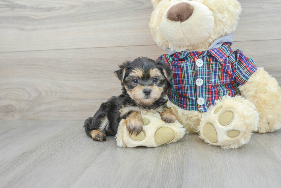 Popular Morkie Designer Pup