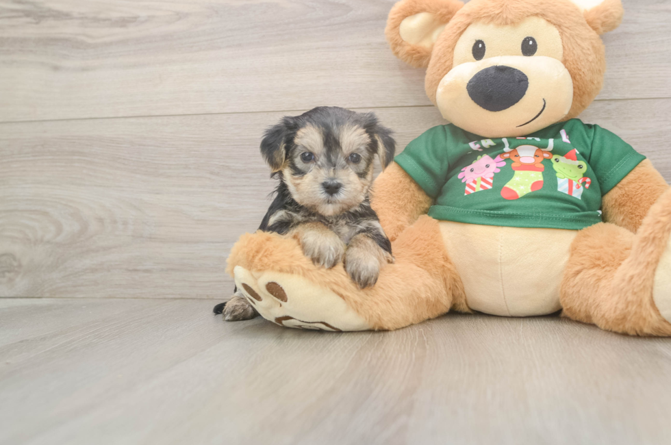 5 week old Morkie Puppy For Sale - Seaside Pups