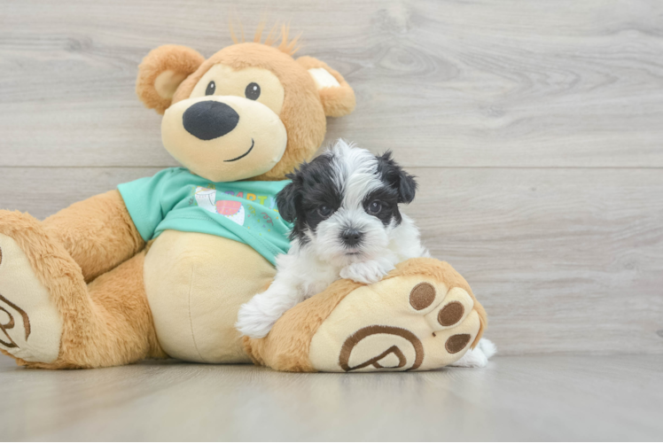 Sweet Morkie Baby