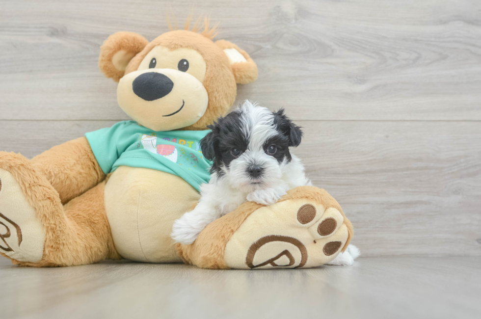 5 week old Morkie Puppy For Sale - Seaside Pups