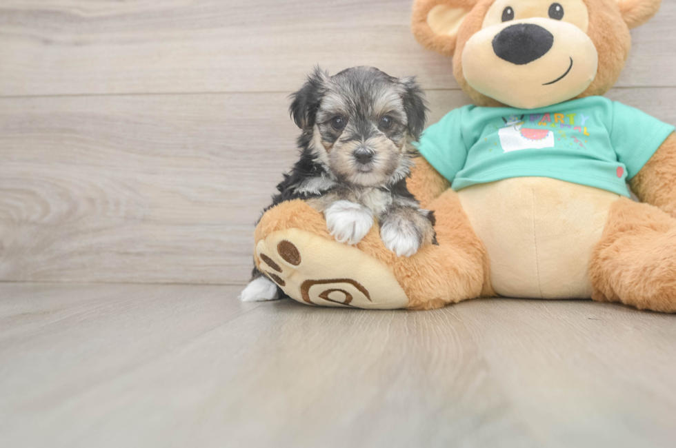 6 week old Morkie Puppy For Sale - Seaside Pups