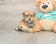 7 week old Morkie Puppy For Sale - Seaside Pups