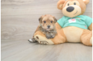 Best Morkie Baby