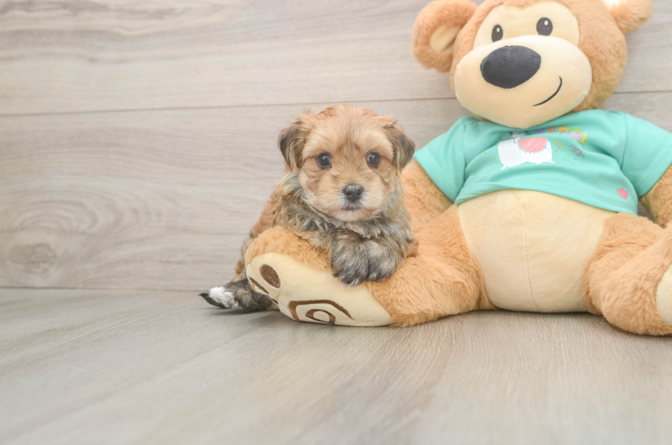 5 week old Morkie Puppy For Sale - Seaside Pups