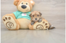 Hypoallergenic Yorktese Designer Puppy