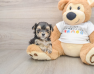 6 week old Morkie Puppy For Sale - Seaside Pups