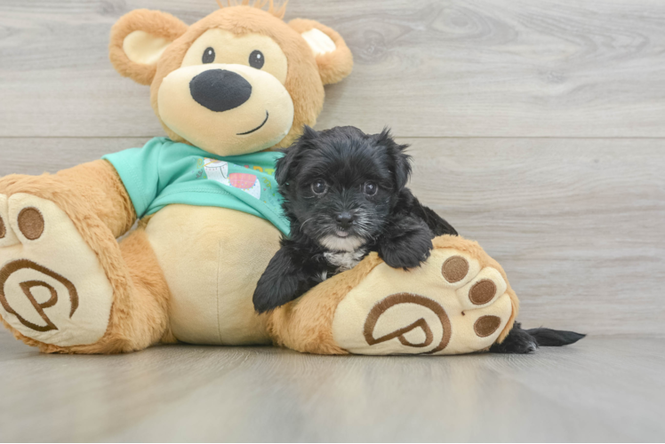 Funny Morkie Designer Pup