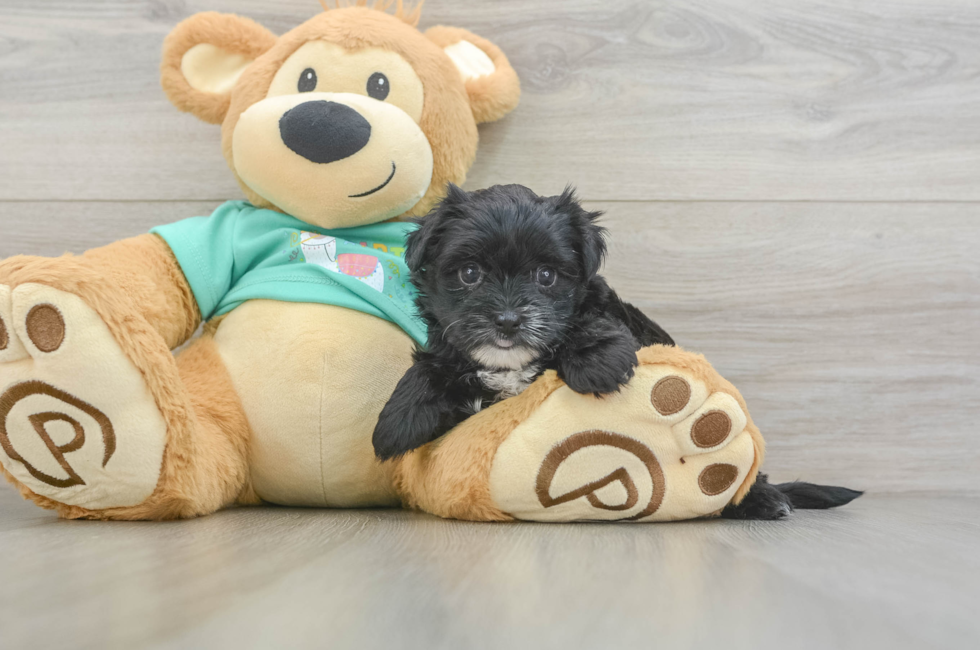 5 week old Morkie Puppy For Sale - Seaside Pups