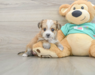 6 week old Morkie Puppy For Sale - Seaside Pups