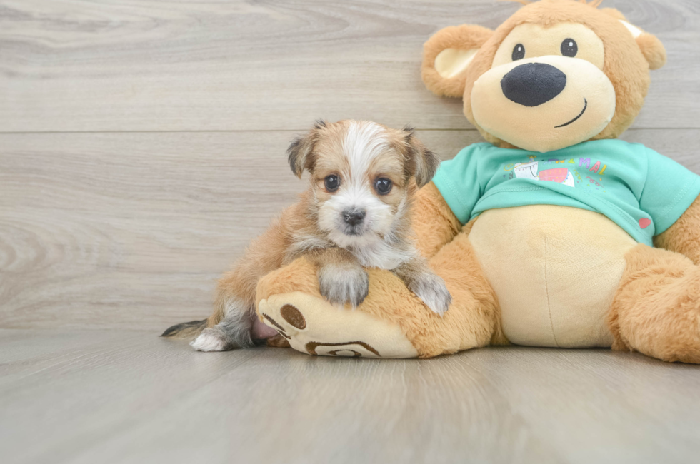 5 week old Morkie Puppy For Sale - Seaside Pups