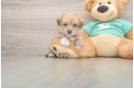 Sweet Morkie Baby
