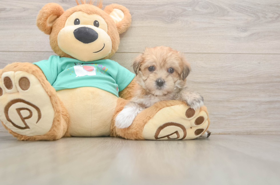 6 week old Morkie Puppy For Sale - Seaside Pups