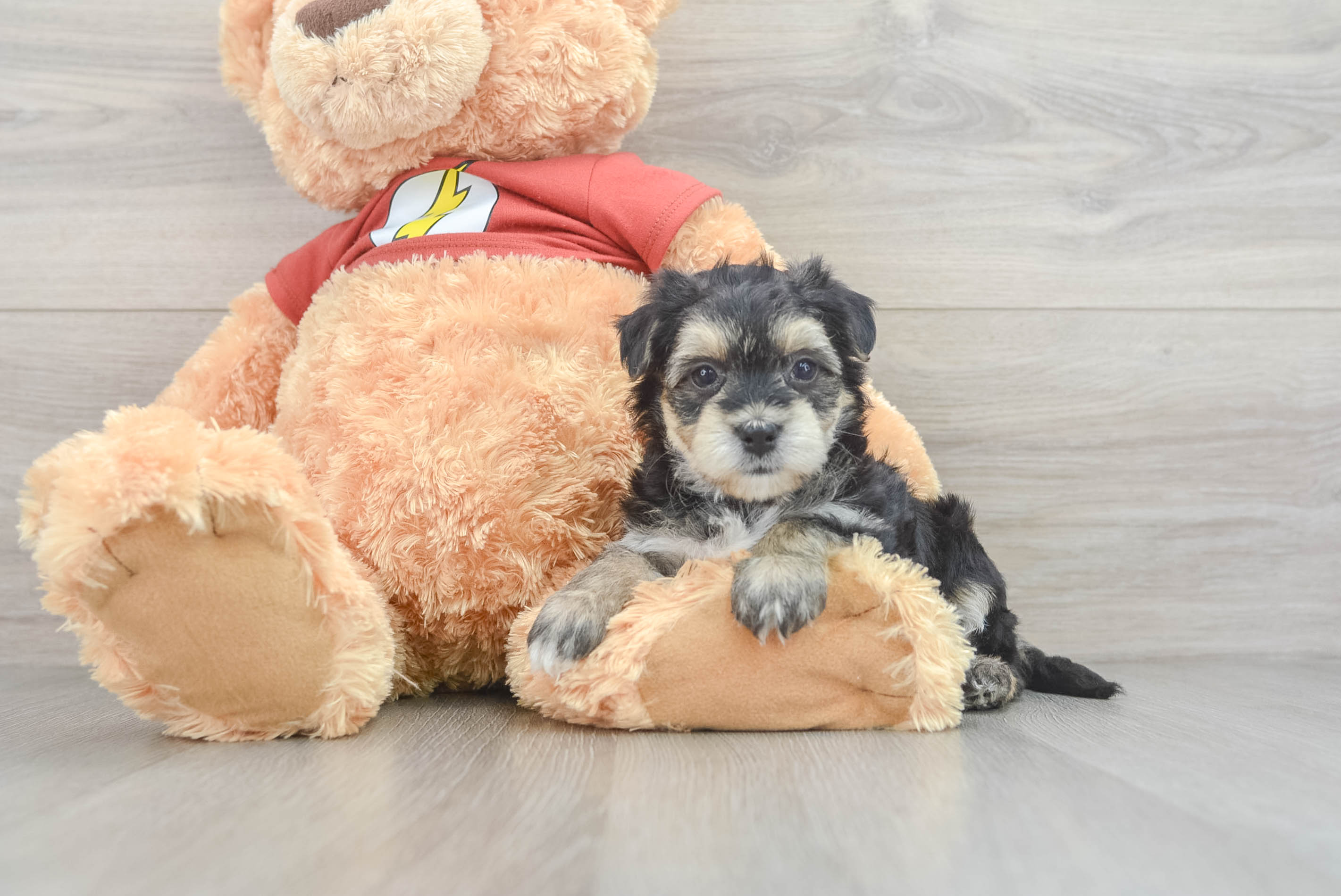 Morkie Puppy for Adoption