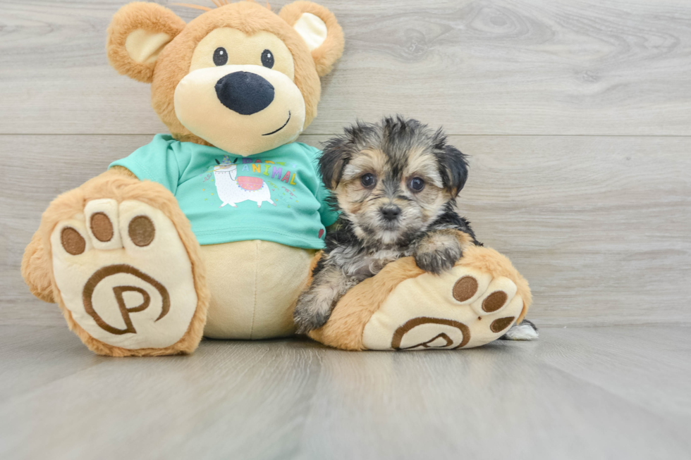 Morkie Puppy for Adoption