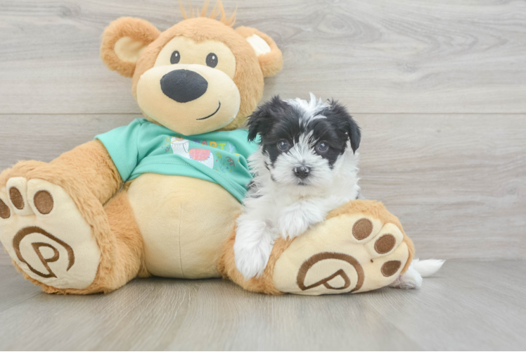 Cute Morkie Baby