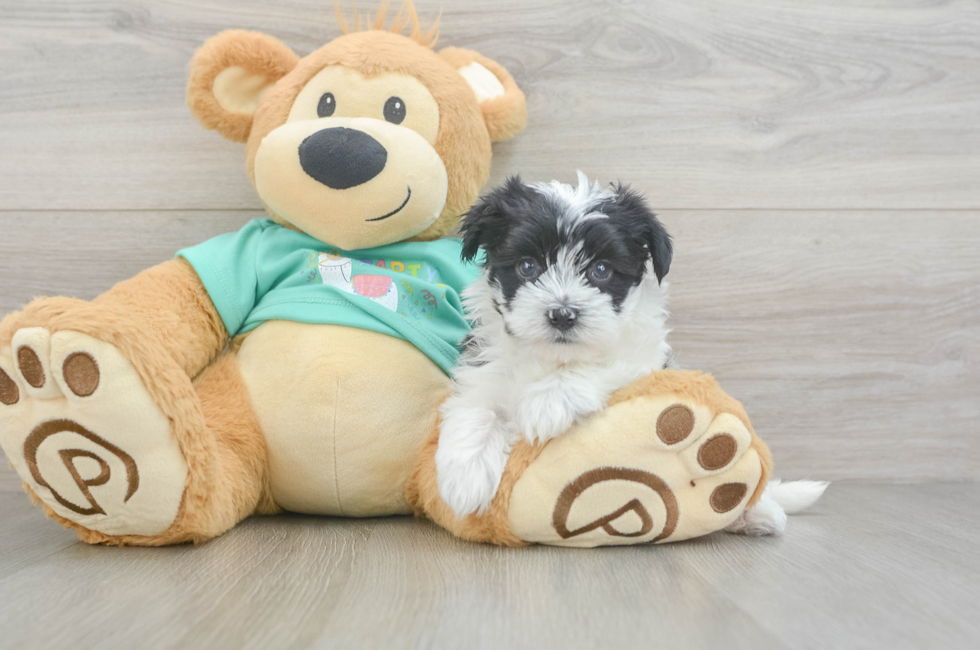 5 week old Morkie Puppy For Sale - Seaside Pups