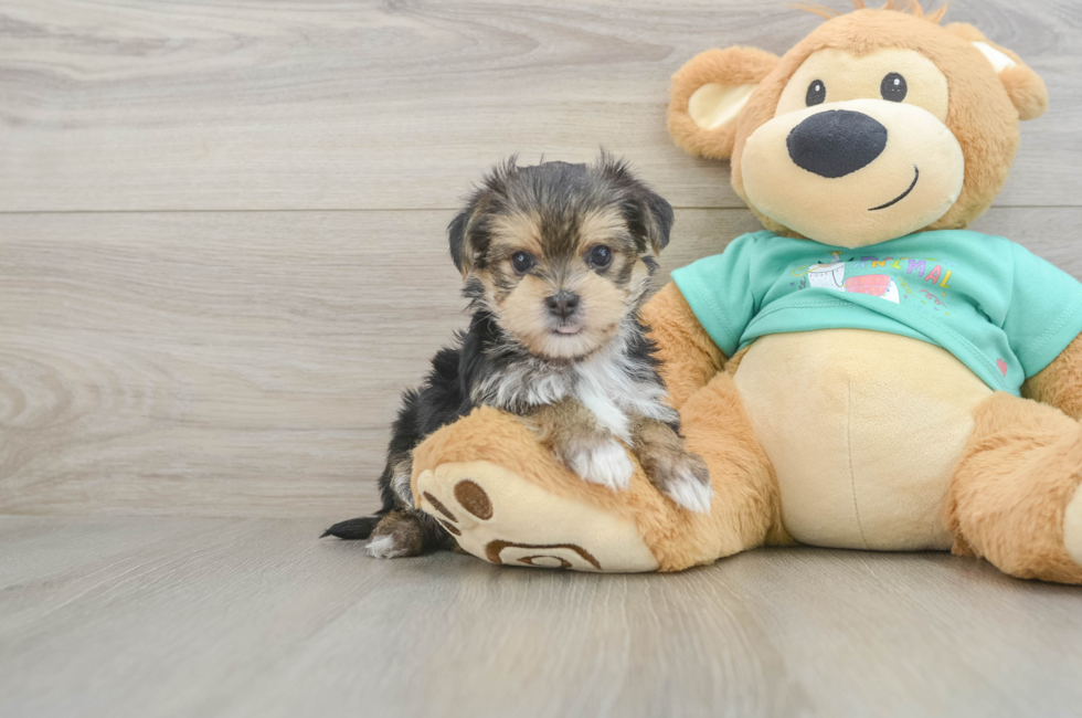 5 week old Morkie Puppy For Sale - Seaside Pups