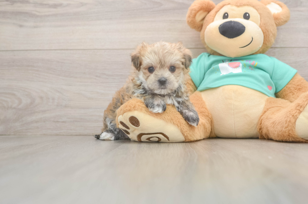 5 week old Morkie Puppy For Sale - Seaside Pups
