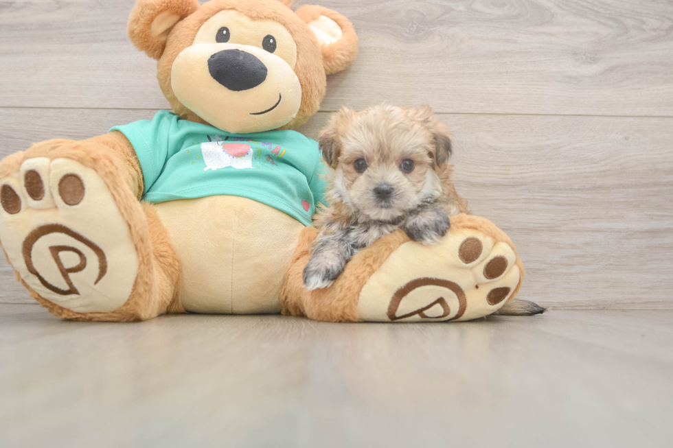 Adorable Yortese Designer Puppy