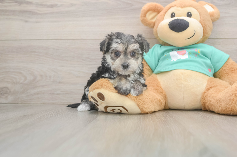 5 week old Morkie Puppy For Sale - Seaside Pups
