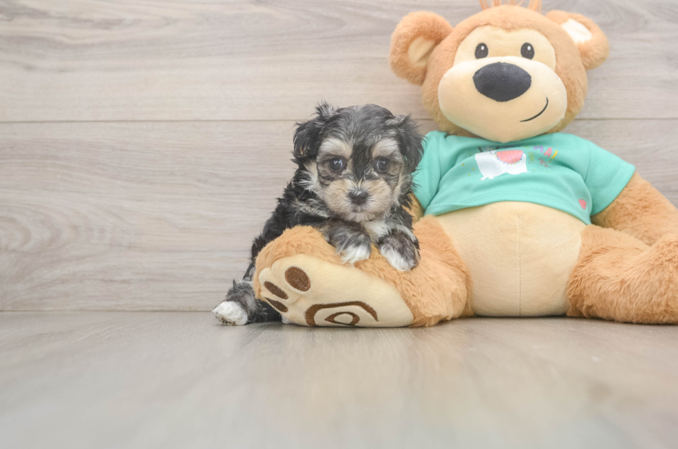 5 week old Morkie Puppy For Sale - Seaside Pups