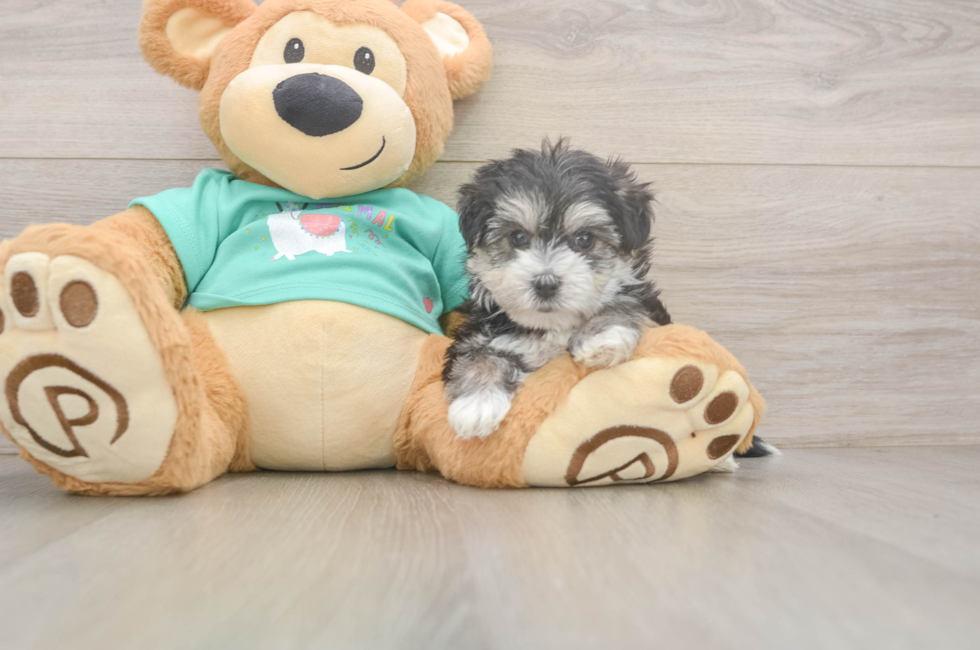 5 week old Morkie Puppy For Sale - Seaside Pups