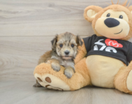 6 week old Morkie Puppy For Sale - Seaside Pups