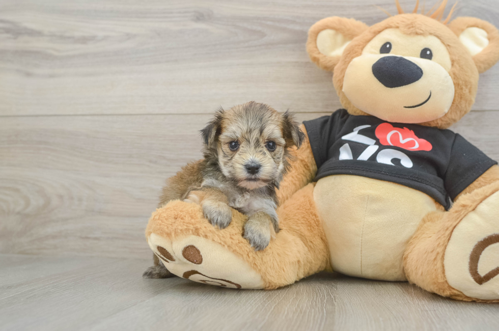 5 week old Morkie Puppy For Sale - Seaside Pups