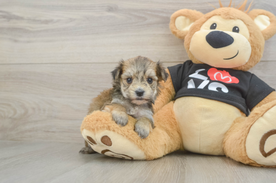 Little Yorkiemalt Designer Puppy