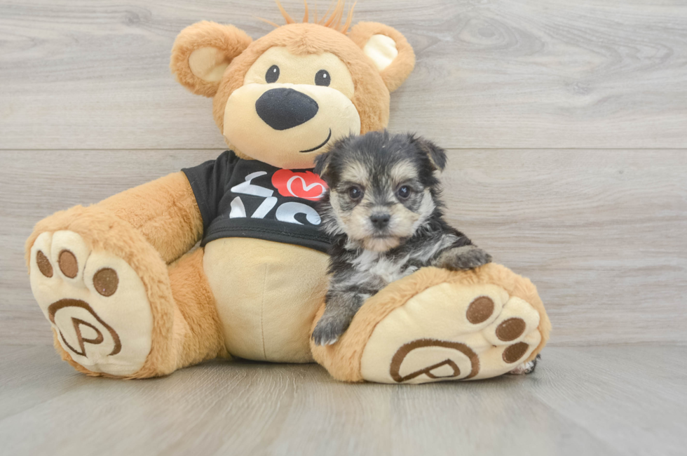 5 week old Morkie Puppy For Sale - Seaside Pups
