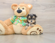 5 week old Morkie Puppy For Sale - Seaside Pups