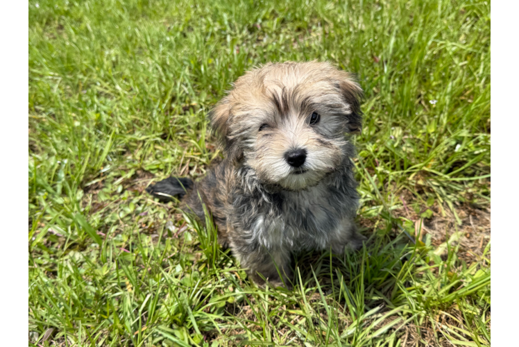 Cute Yorkiemalt Designer Puppy