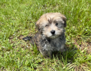 10 week old Morkie Puppy For Sale - Seaside Pups