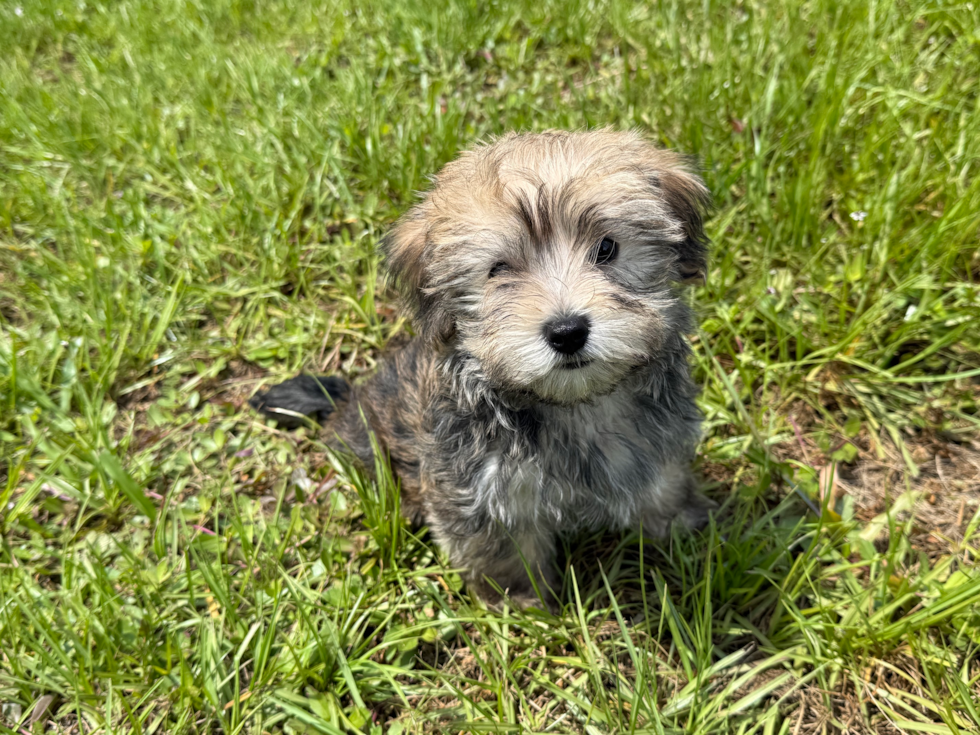 Cute Yorkiemalt Designer Puppy