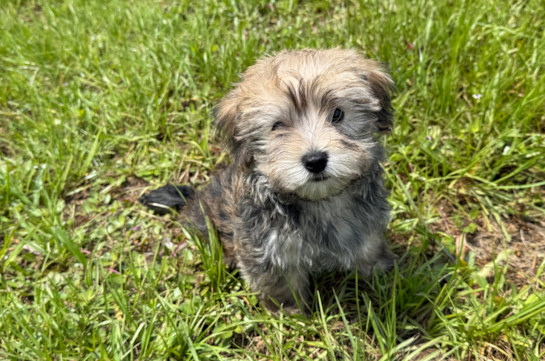 Cute Yorkiemalt Designer Puppy