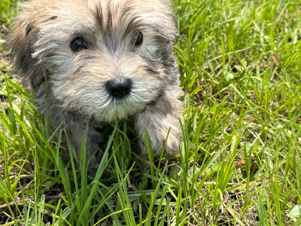 Morkie Pup Being Cute