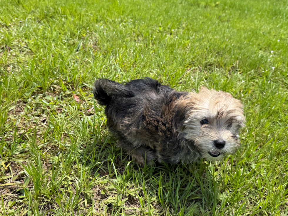 Cute Morkie Designer Pup