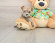 5 week old Morkie Puppy For Sale - Seaside Pups